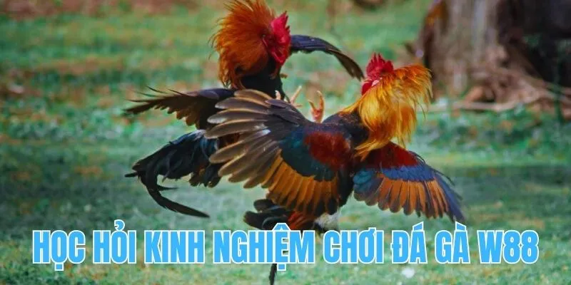 Học hỏi kinh nghiệm chơi cá cược đá gà tại W88