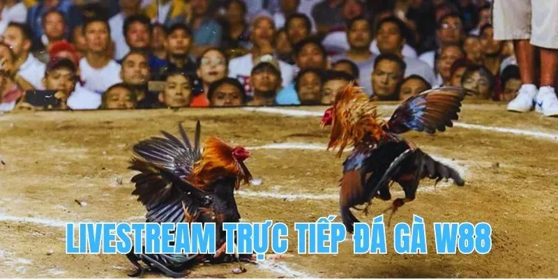 Sảnh game phát livestream trực tiếp trận đấu chọi kê