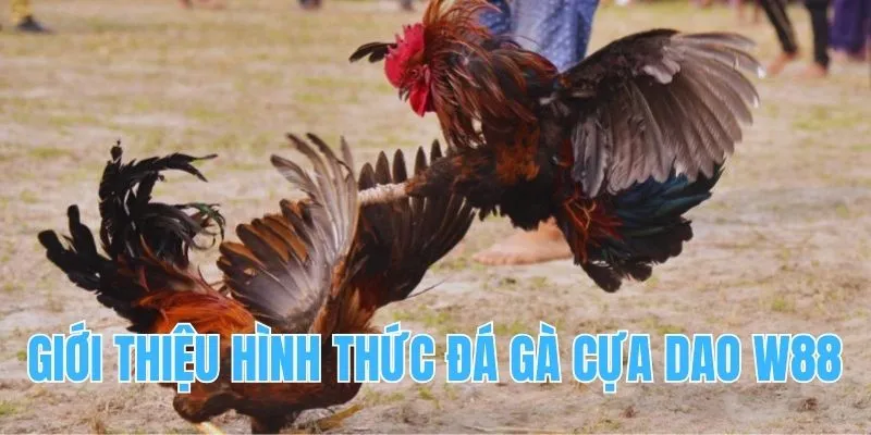 Giới thiệu hình thức chơi đá gà cựa dao W88